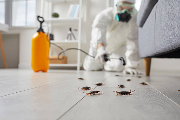 Commercial Kitchen Cockroach Control in Muscoy